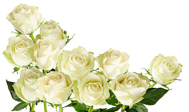 istock Beautiful  horizontal frame with bouquet of white roses 474578592