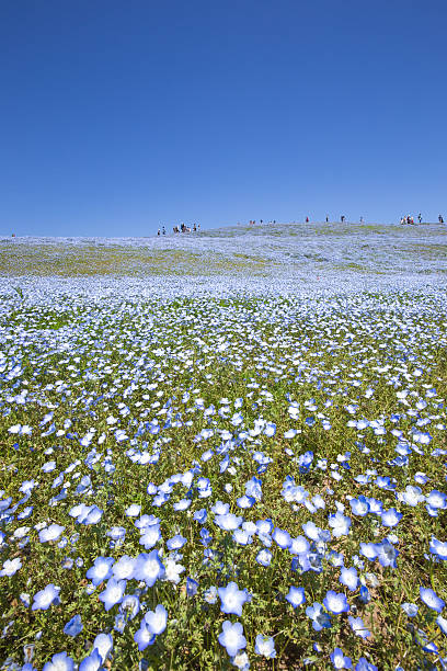 istock Bloom nemophila flowers (Hitachi Seaside Park) 474579012