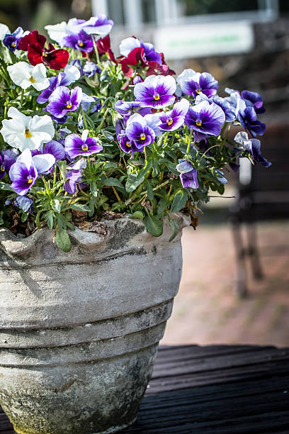 istock Flowerpot and pansy 474579066