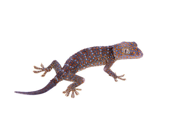 istock Tokay Gecko isolated on white background 474579304