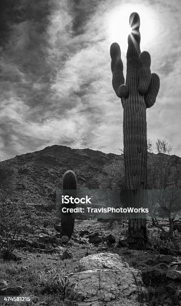 Desertcactus - Fotografie stock e altre immagini di Arizona - Arizona, Paesaggio, Albero