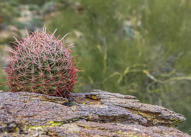 native desert cactus in phoenix arizona