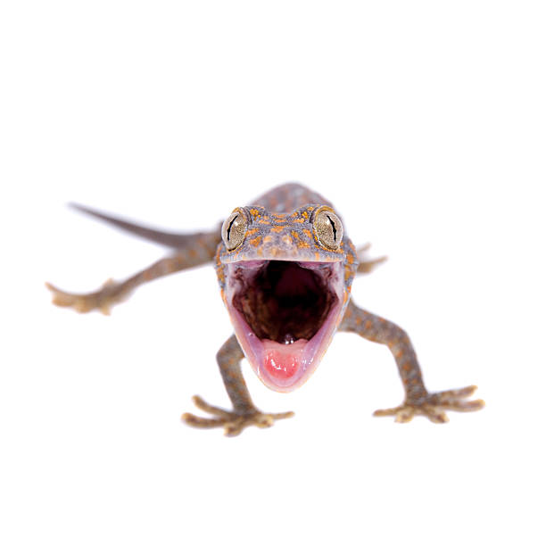 istock Tokay Gecko isolated on white background 474582258