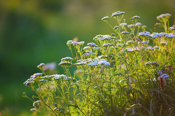 istock cow parsnip at sunset 474582334