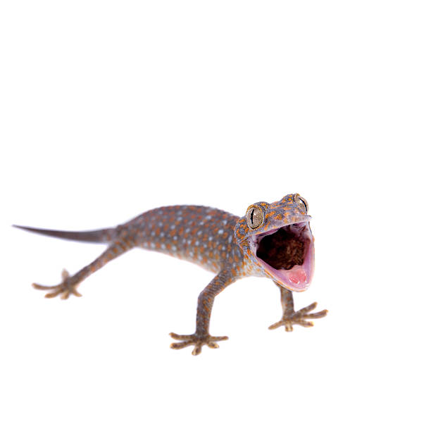 istock Tokay Gecko isolated on white background 474582512