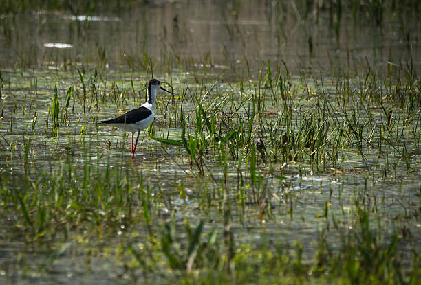 istock Stilt on Lake Prespa, Greece 474582528