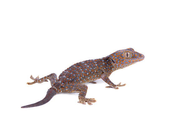 istock Tokay Gecko isolated on white background 474583000