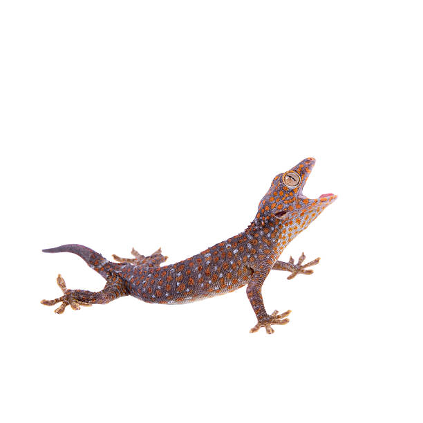 istock Tokay Gecko isolated on white background 474583004
