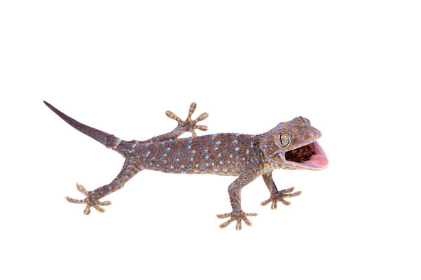 istock Tokay Gecko isolated on white background 474583180