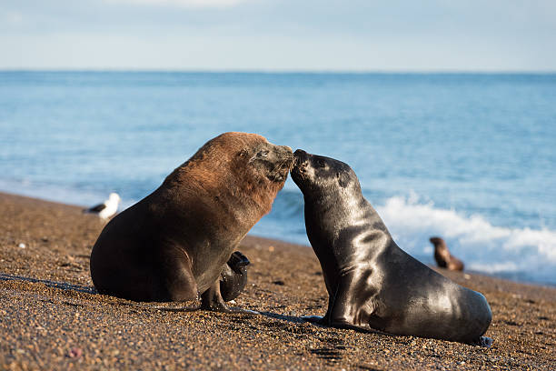 istock patagonia sea lion on the beach 474583200