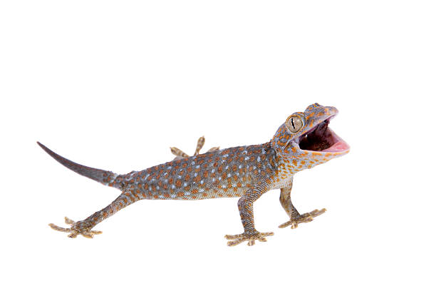 istock Tokay Gecko isolated on white background 474583352