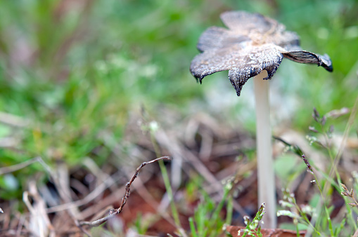 single mushroom on Spring meadow