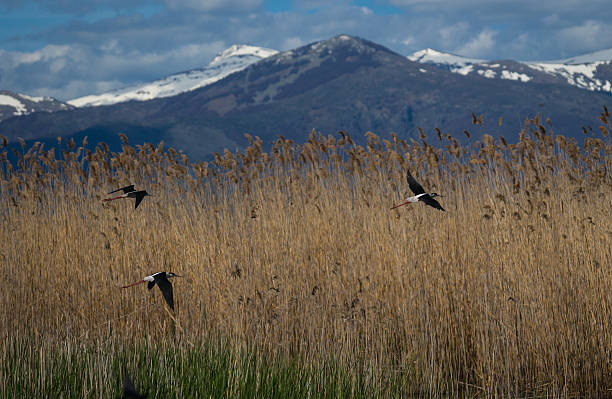 istock Stilt on Lake Prespa, Greece 474583632