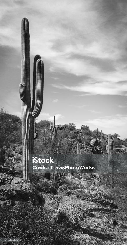 DesertCactus - Foto stock royalty-free di Affilato