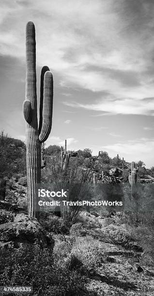 Desertcactus - Fotografie stock e altre immagini di Affilato - Affilato, Albero, Arizona
