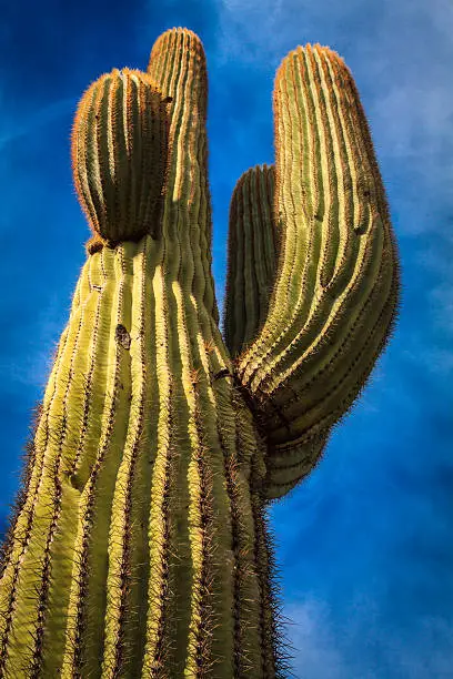 Native desert cactus in phoenix arizona