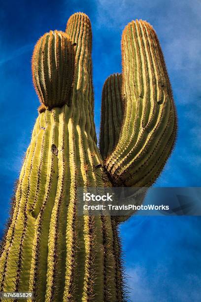 Desertcactus - Fotografias de stock e mais imagens de Afiado - Afiado, Arizona, Calor