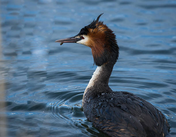 istock Great Crested Grebe on Lake Prespa, Greece 474589716