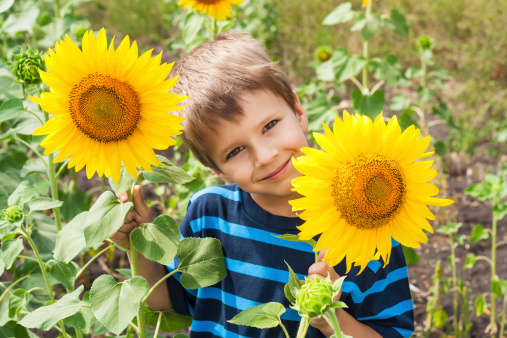 Little boy with sunflower on the field