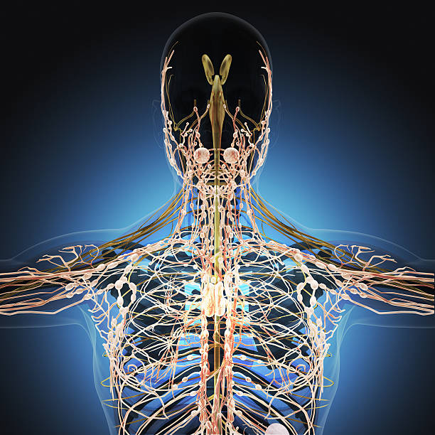istock The human body by X-rays on blue background. 474589744