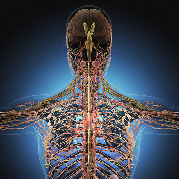 istock The human body by X-rays on blue background. 474589752