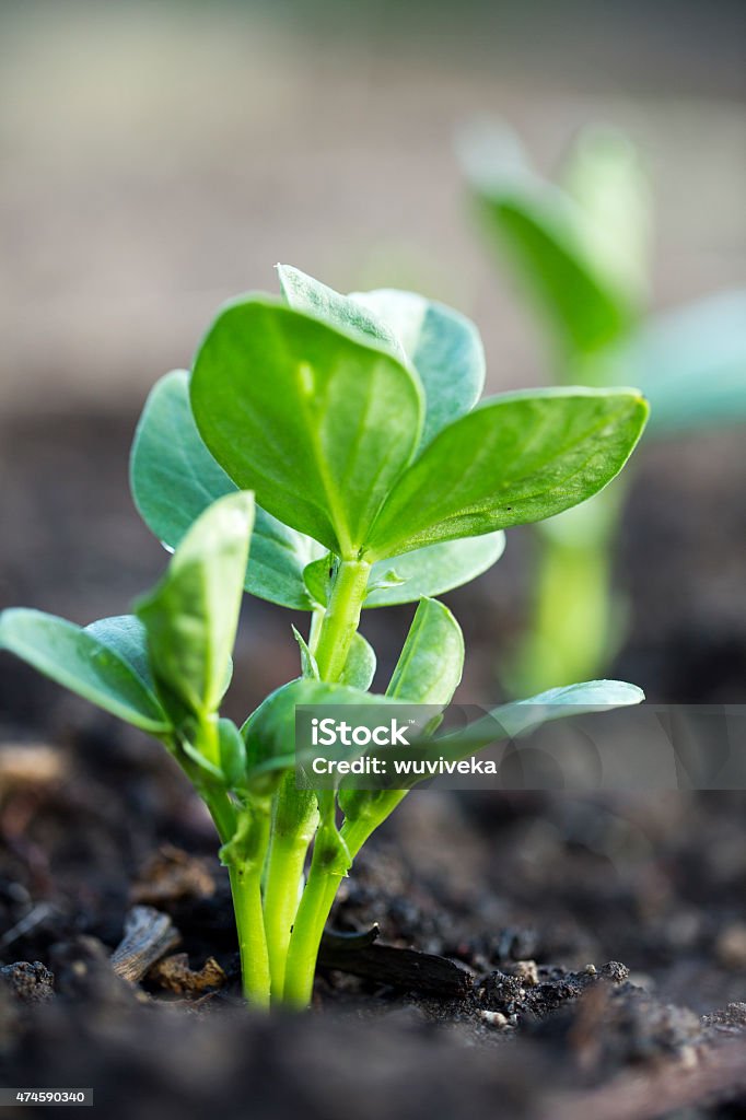 Lima bean plant Lima bean baby plant Lima Bean Stock Photo