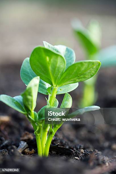 Lima Bean Plant Stock Photo - Download Image Now - Lima Bean, Cultivated, Growth