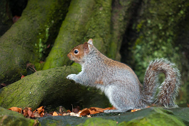 Grey squirrel stock photo