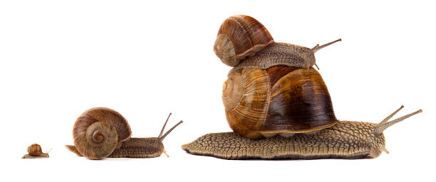 istock Snails family on travel 474593056
