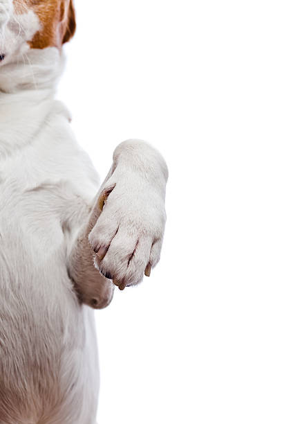 istock Paw of a dog , isolated on white 474593098