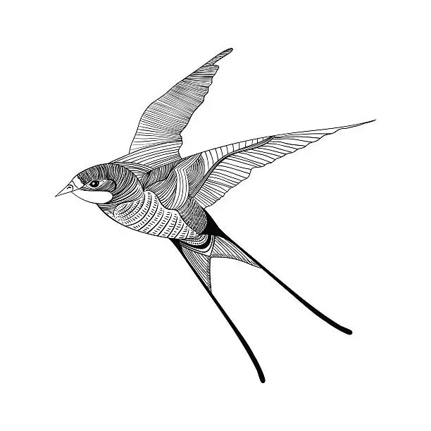 Vector illustration of Swallow. Hand Drawn vector illustration.