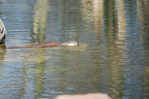 European otter, Lutra lutra, swimming in water