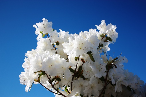 Cherry blossoms