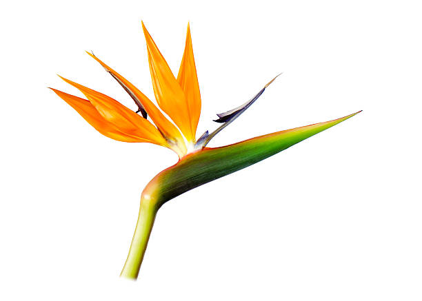 istock Hawaiian Bird of Paradise 474594452