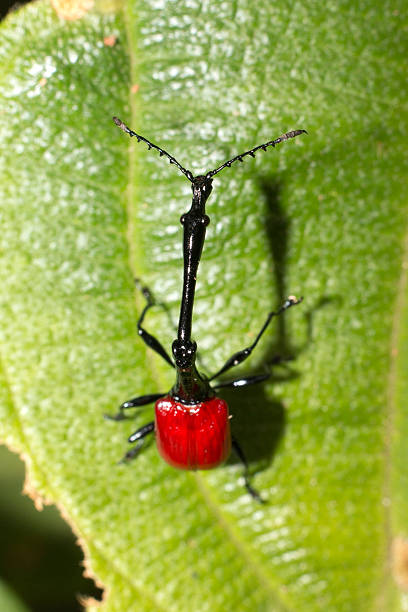 istock Giraffe-necked weevil beetle in Madagascar Perinet Andasibe National Park 474594606