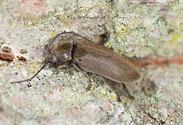 istock Orchid beetle, Dascillus cervinus on wood, macro photo 474594903