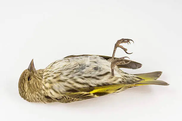 Pine Siskin killed by flying into house window- white background