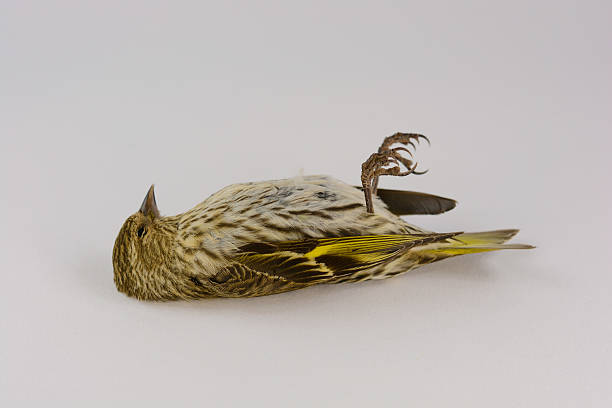 istock Pine Siskin killed by flying into house window- white background 474596858