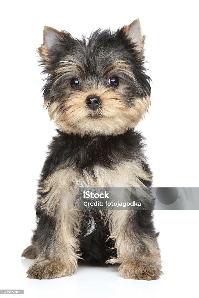 Yorkshire terrier puppy Yorkshire terrier puppy (2,5 month). Portrait on white background Brown Stock Photo