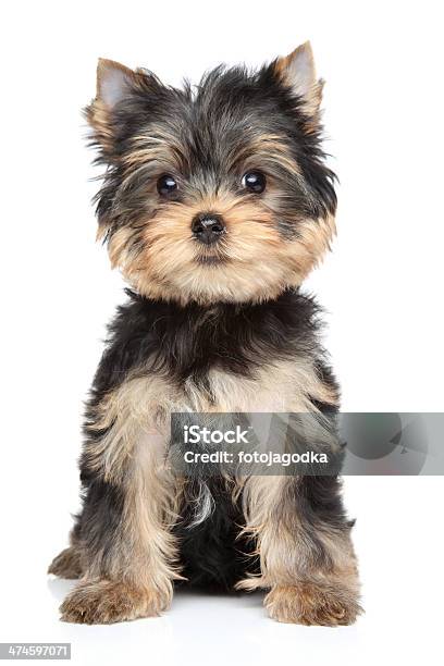 Yorkshire Terrier Puppy Stock Photo - Download Image Now - Brown, Yorkshire Terrier, Animal