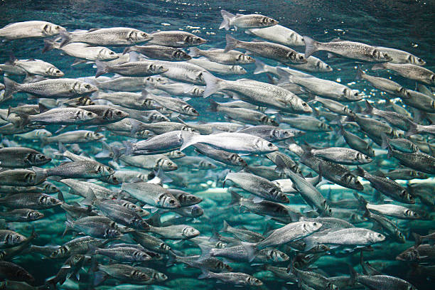 Mackerel Many mackerel fish, underwater view salmon underwater stock pictures, royalty-free photos & images