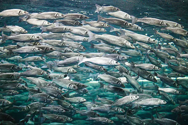 Many mackerel fish, underwater view