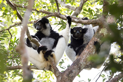 A pair of critically endangered black and white wild indri lemurs sit side by side in the rainforest canopy in Mantidia - Andasibe National Park, also known by Perinet in the eastern rainforest of Madagascar.