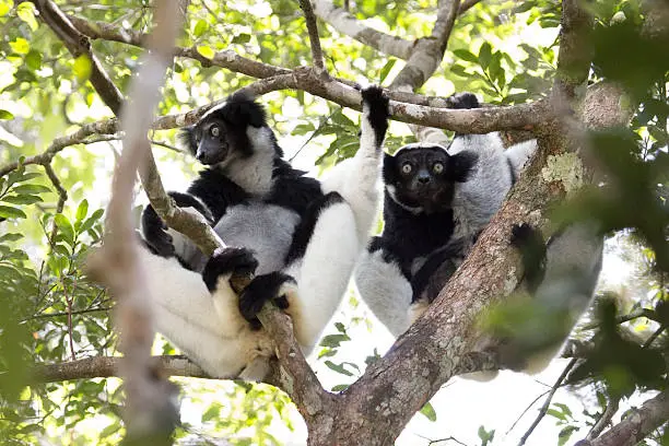 A pair of critically endangered black and white wild indri lemurs sit side by side in the rainforest canopy in Mantidia - Andasibe National Park, also known by Perinet in the eastern rainforest of Madagascar.