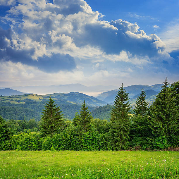 istock pine trees near valley in mountains  on hillside under sky 474600795
