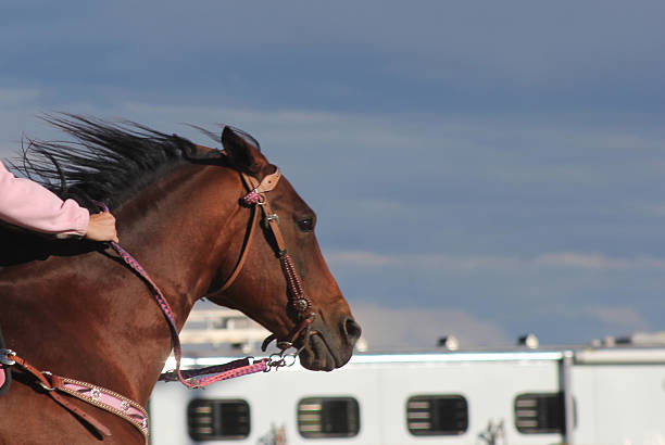 istock Horse running at full speed at an equestrian event 474601979