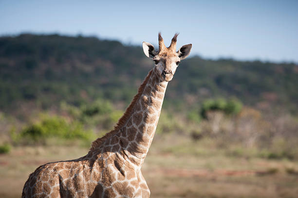 istock Giraffe in South Africa 474602073
