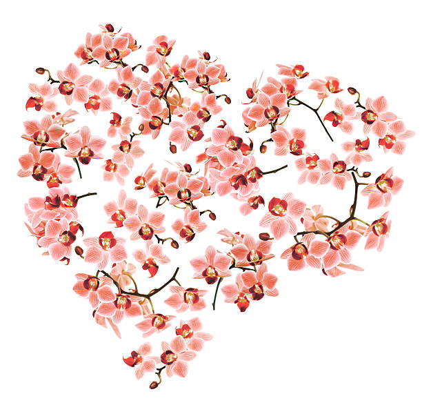 Red gift box in the shape of a heart with gorgeous orchids on a white background. Valentine's day concept.