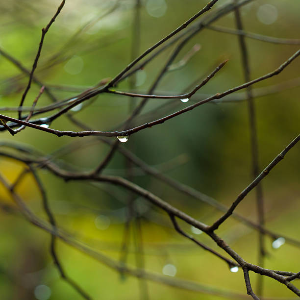 Drops of rain on branch stock photo