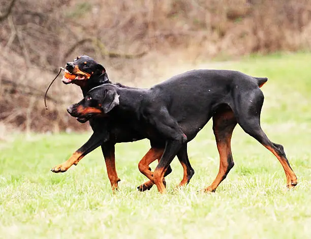 Photo of doberman dogs at play